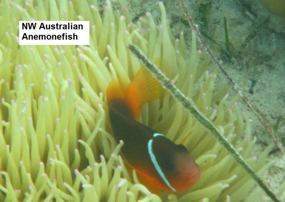 Australian Anemonefish